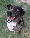 adoptable Dog in mabank, TX named MoMo
