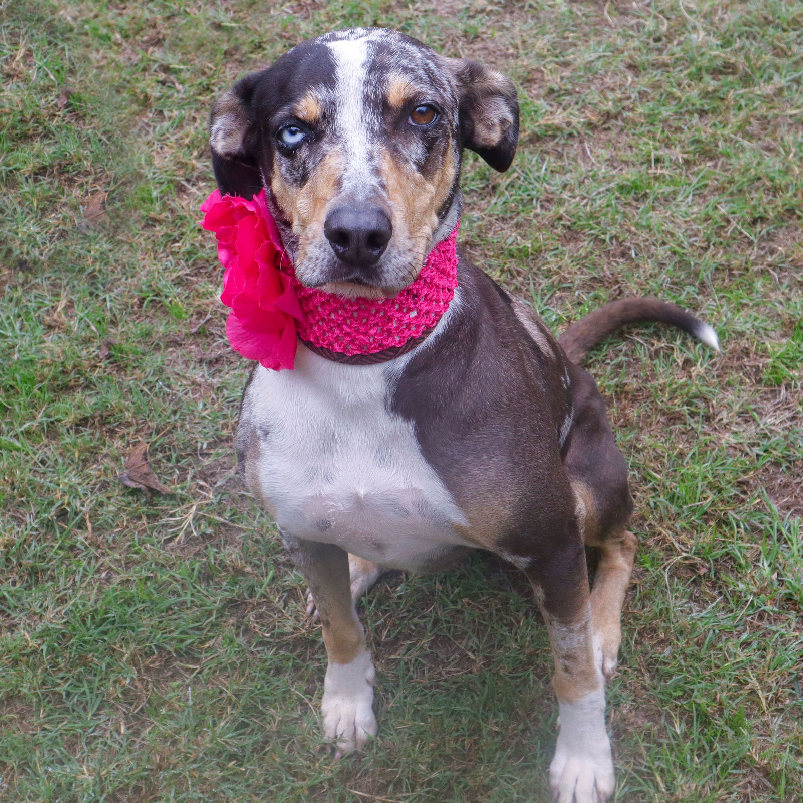 adoptable Dog in Mabank, TX named Shirley