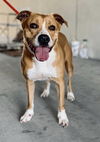 adoptable Dog in  named Lucy