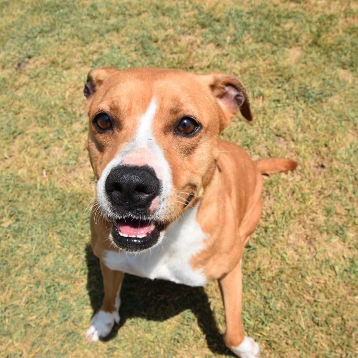 adoptable Dog in Mabank, TX named Lucy