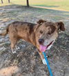 adoptable Dog in Mabank, TX named Diego