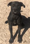 adoptable Dog in mabank, TX named Scout