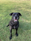 Scout - Photo 2