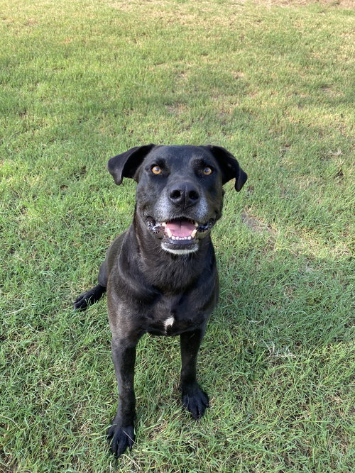 SCOUT - Labrador Retriever available for adoption