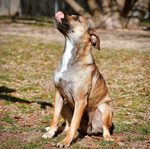 MADEA - Black Mouth Cur available for adoption