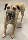 adoptable Dog in mabank, TX named Madea