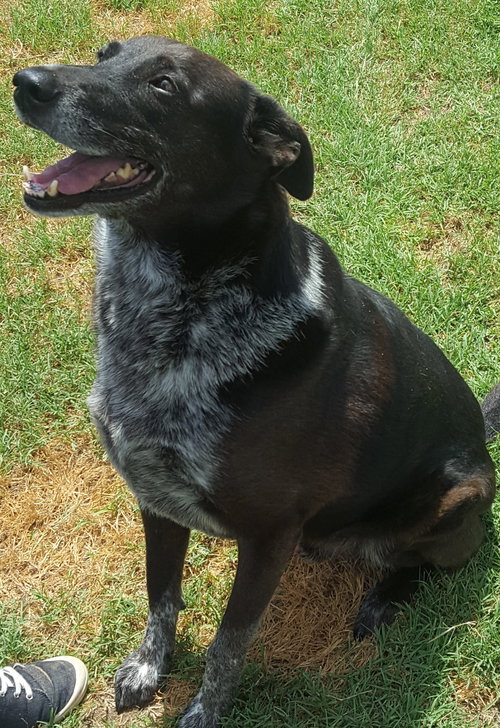 MARCO - Border Collie available for adoption