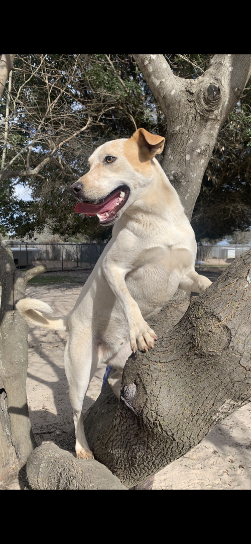 RINGO - Red Heeler available for adoption