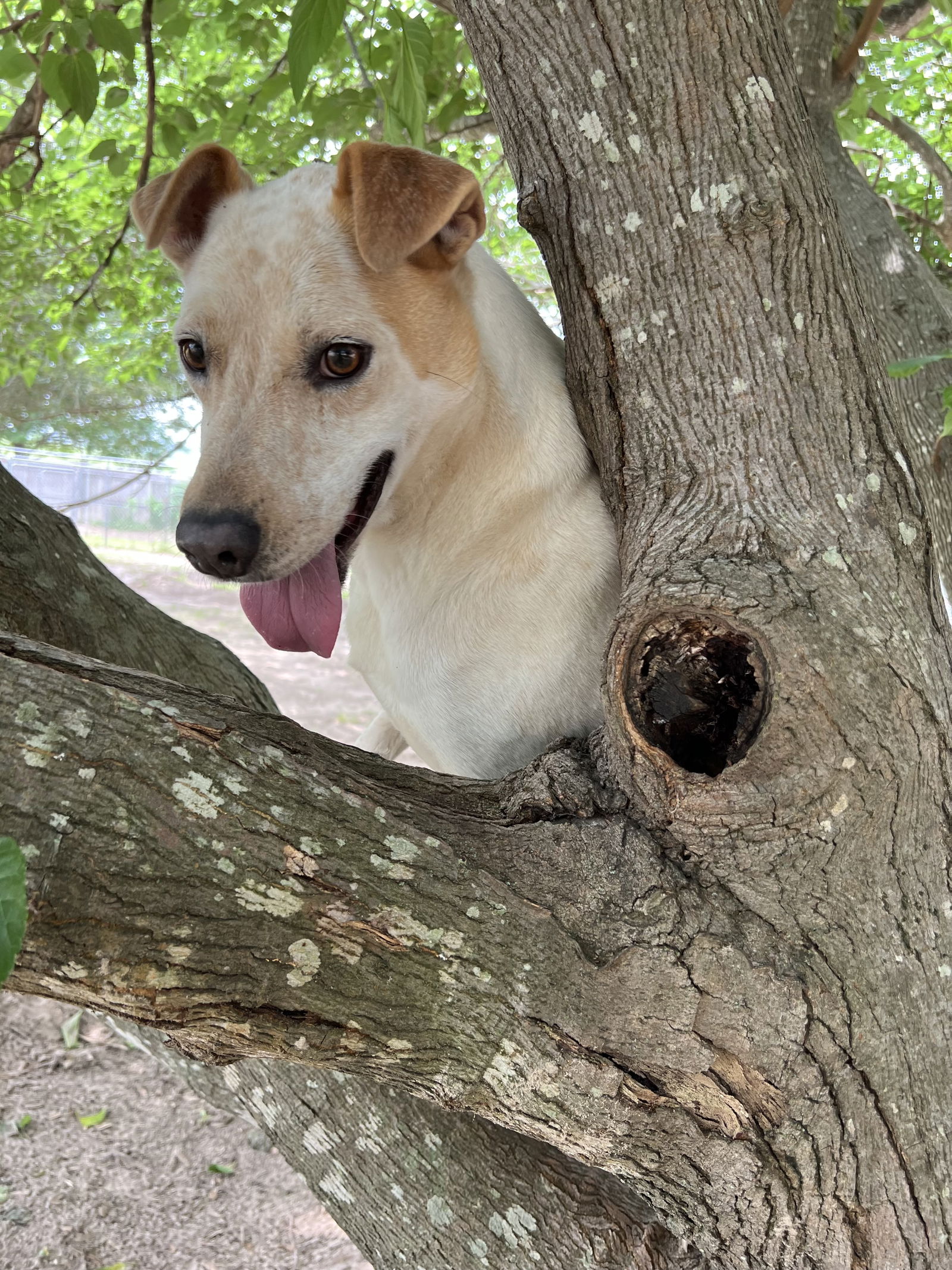 adoptable Dog in Mabank, TX named Ringo