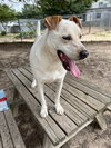 Ringo - Photo 3