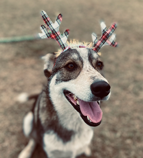 ACE - Husky available for adoption