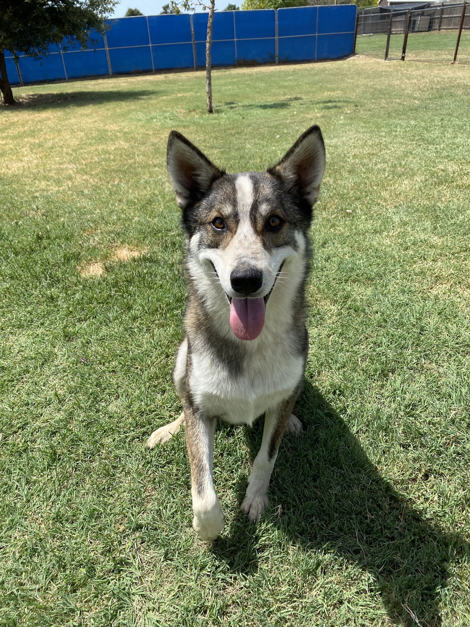 adoptable Dog in Mabank, TX named Ace