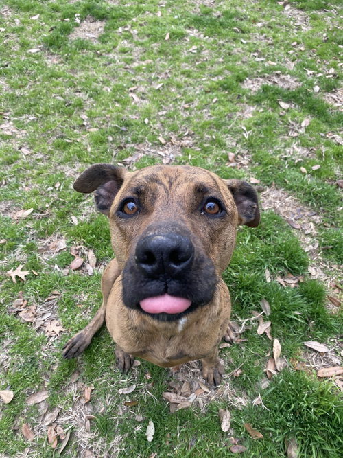 MAIZE - Catahoula Leopard Dog / Retriever available for adoption