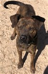 adoptable Dog in mabank, TX named Santos