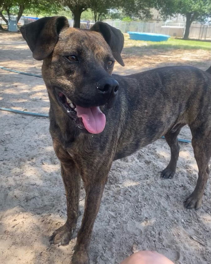 adoptable Dog in Mabank, TX named Santos