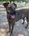 adoptable Dog in  named Santos