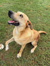 adoptable Dog in Mabank, TX named Billy The Kid