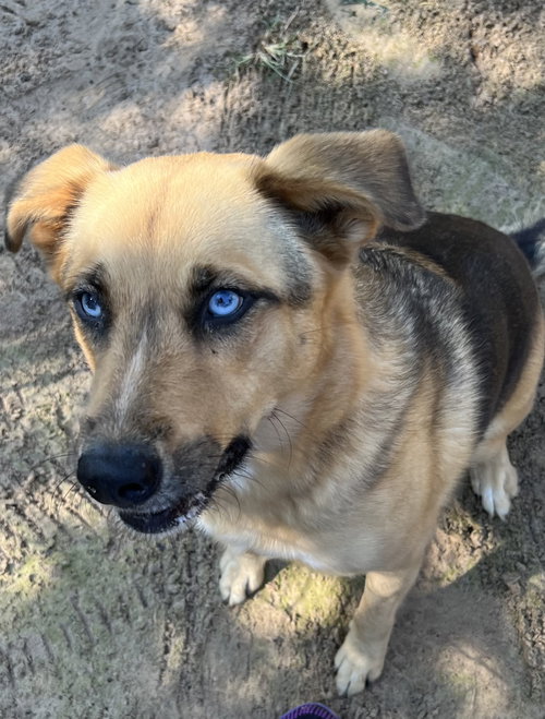 PRINCESS LEIA - German Shepherd Dog / Husky available for adoption