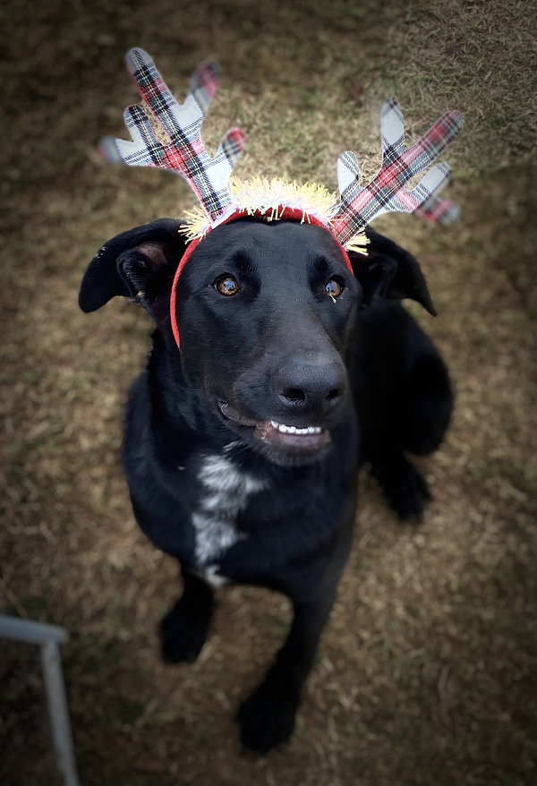 Sammy