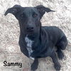 Sammy - Photo 2