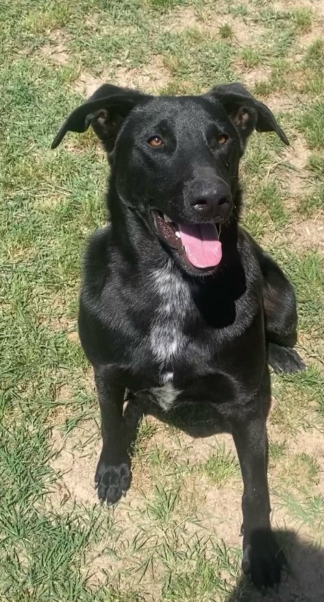 SAMMY - Australian Cattle Dog/Blue Heeler / Great Pyrenees available for adoption