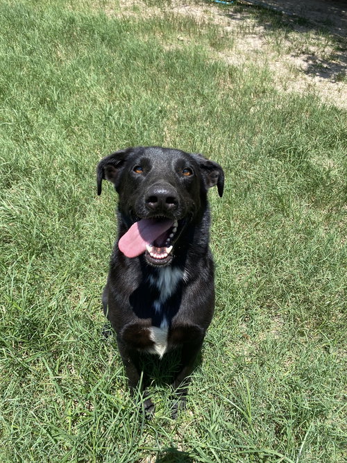 TOMMY - Australian Cattle Dog/Blue Heeler / Great Pyrenees available for adoption
