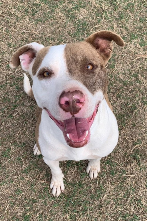 BRONCO - Pit Bull Terrier available for adoption