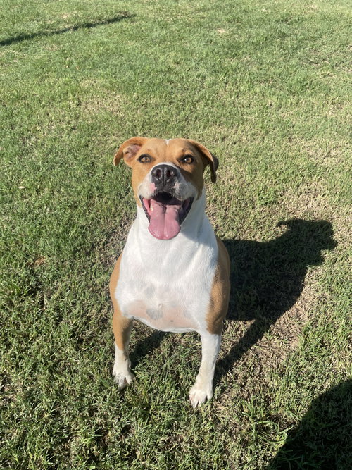 Scooby