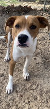 Scooby - Photo 5