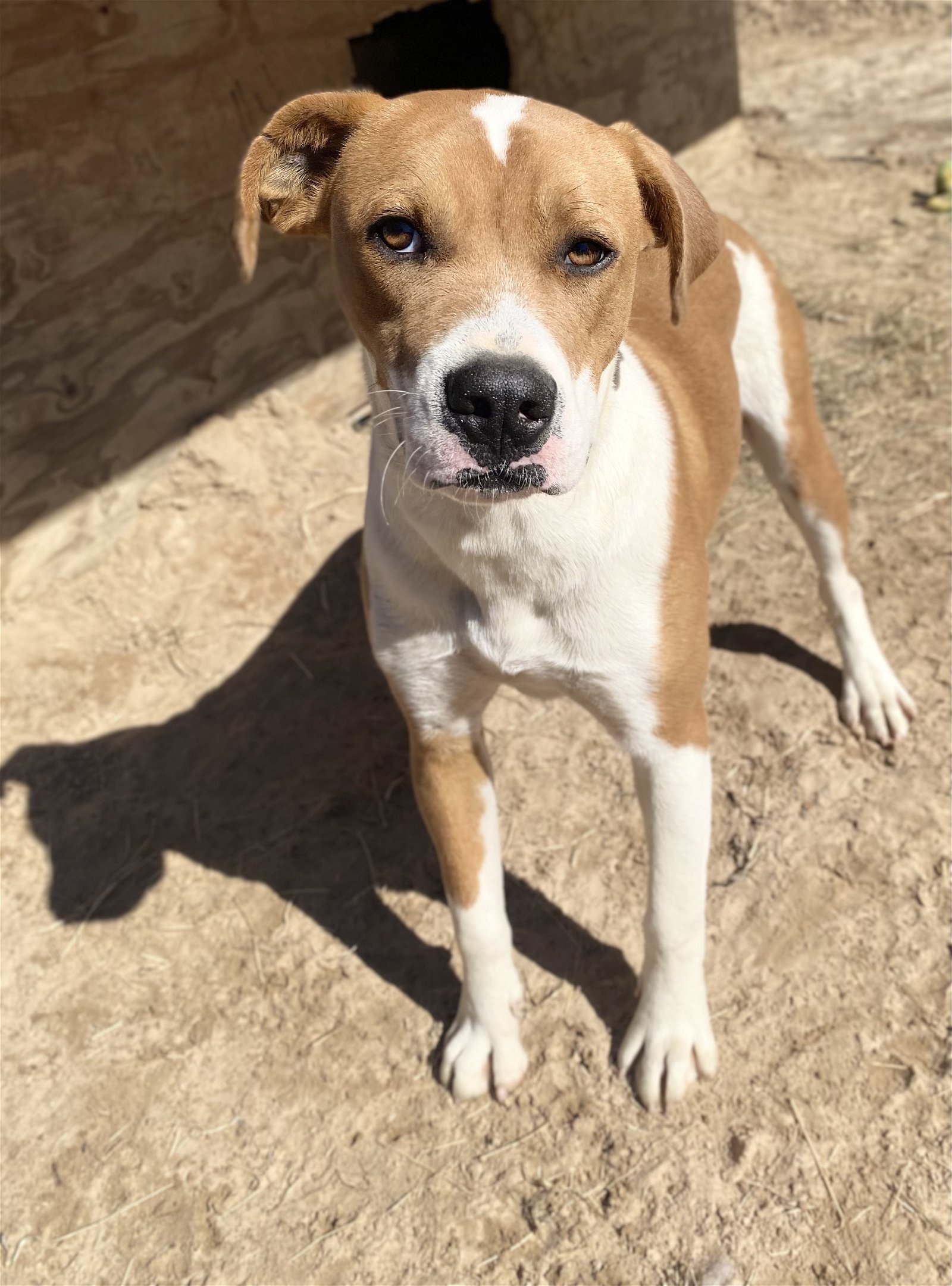 adoptable Dog in Mabank, TX named Scooby