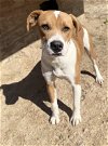 adoptable Dog in mabank, TX named Scooby