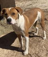 adoptable Dog in Mabank, TX named Scooby