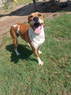 Scooby - Photo 2