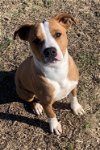 adoptable Dog in mabank, TX named Oz