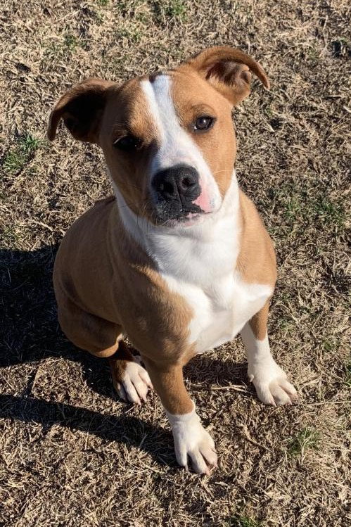 OZ - Pit Bull Terrier / Rhodesian Ridgeback available for adoption