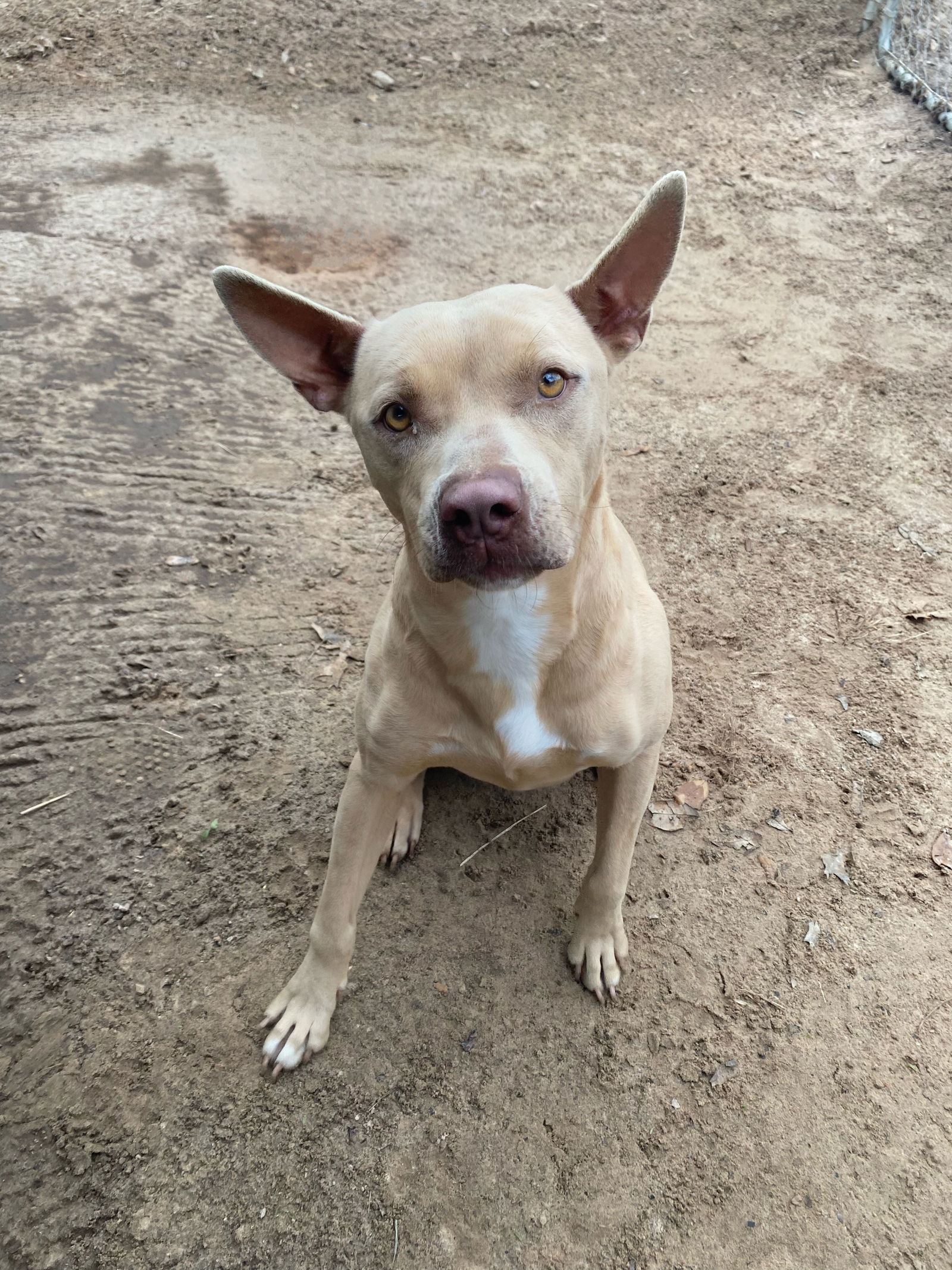 adoptable Dog in Mabank, TX named Andrea