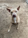 adoptable Dog in  named Andrea