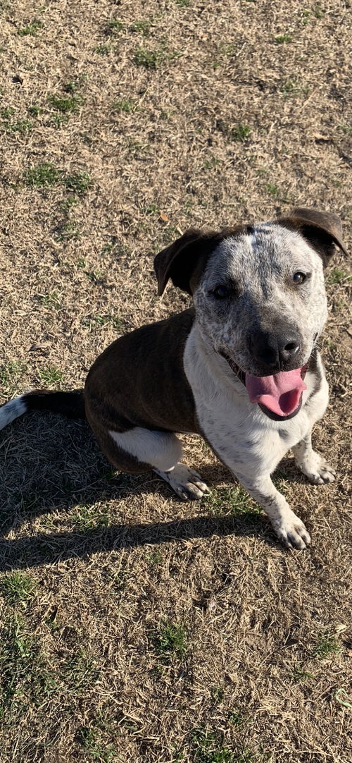 NOODLE - Australian Cattle Dog/Blue Heeler / Pointer available for adoption