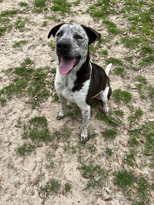 NOODLE - Australian Cattle Dog/Blue Heeler / Pointer available for adoption