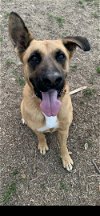 adoptable Dog in mabank, TX named Ren