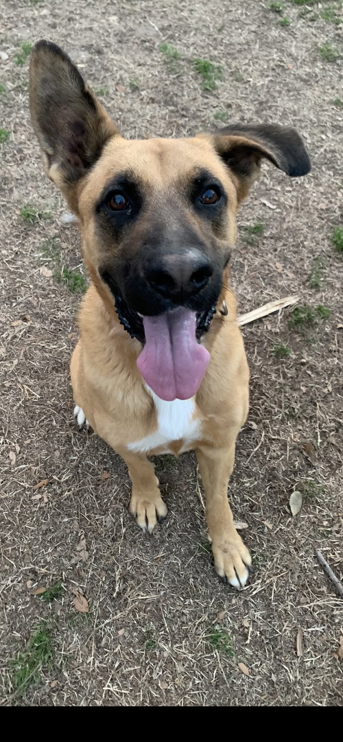 REN - Shepherd available for adoption