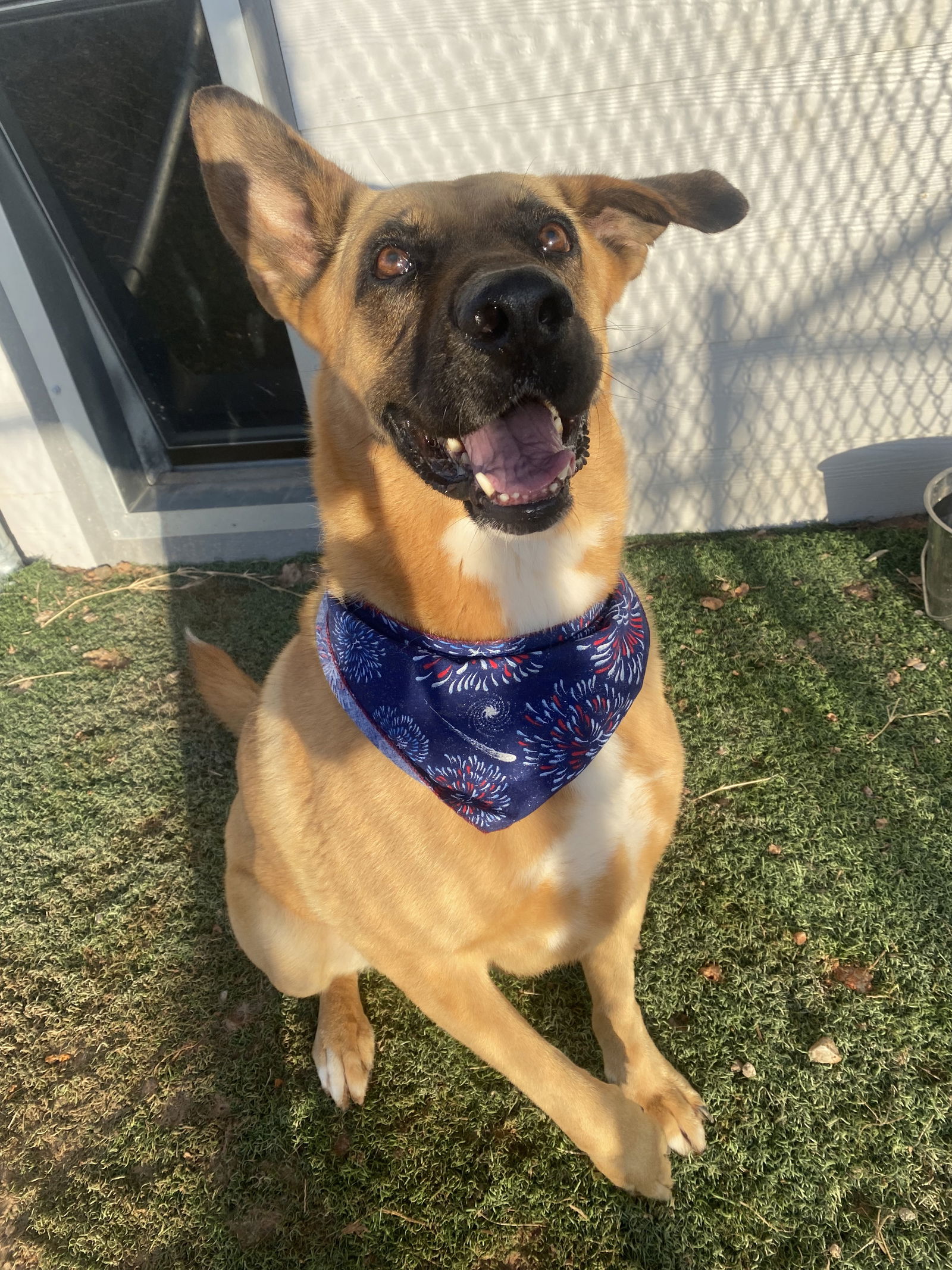 adoptable Dog in Mabank, TX named Ren