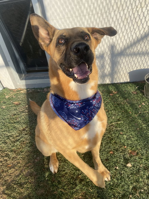 REN - Shepherd available for adoption