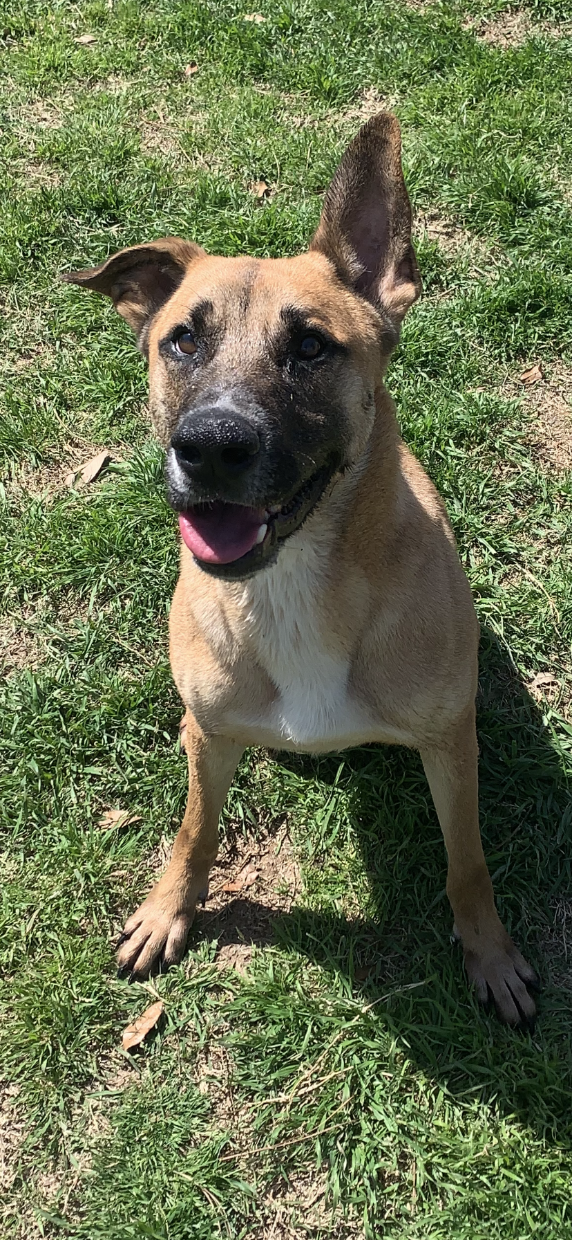 adoptable Dog in Mabank, TX named Pumba