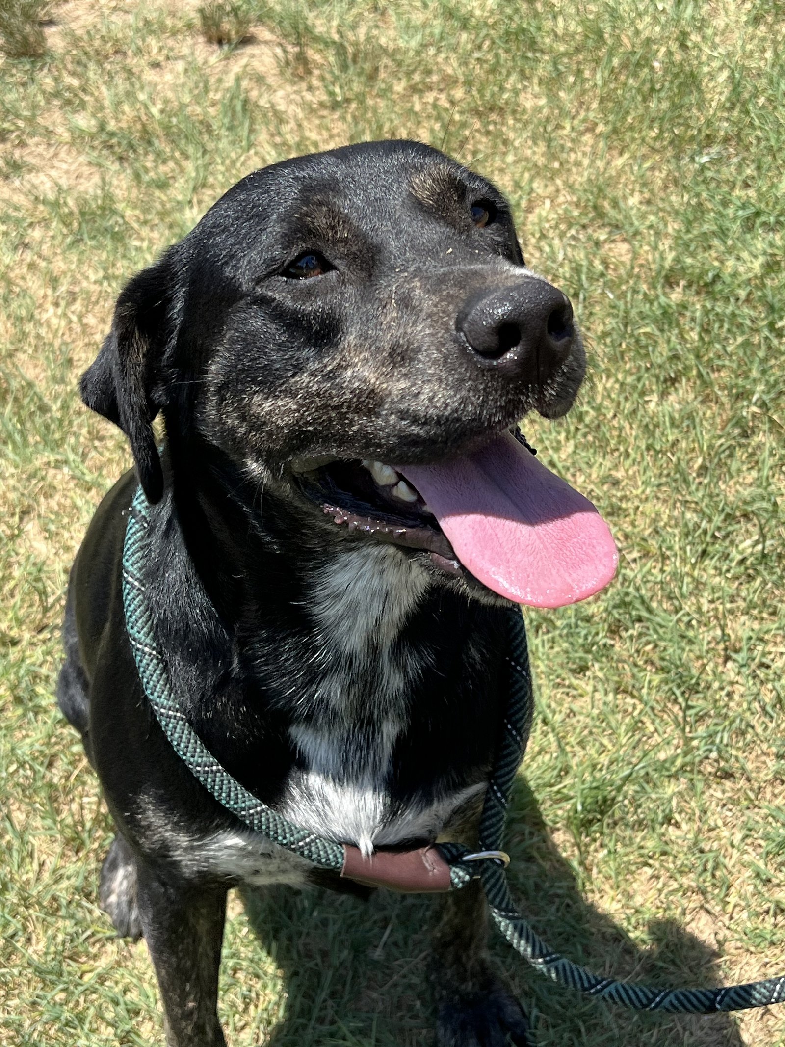 adoptable Dog in Mabank, TX named Louise