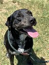 adoptable Dog in mabank, TX named Louise