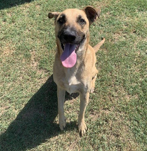 adoptable Dog in Mabank, TX named Conan