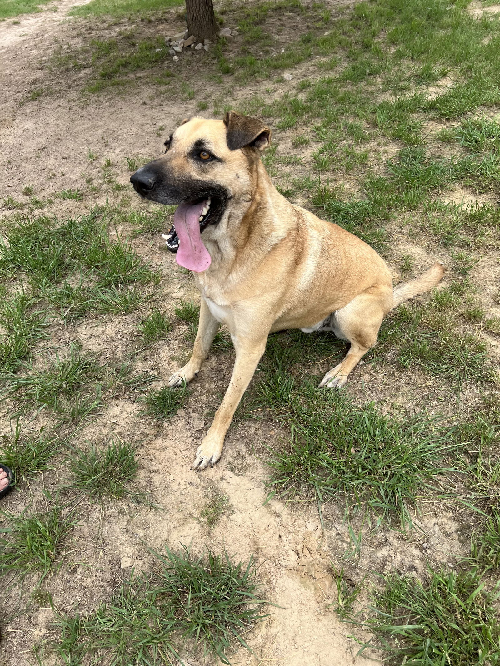 adoptable Dog in Mabank, TX named Conan