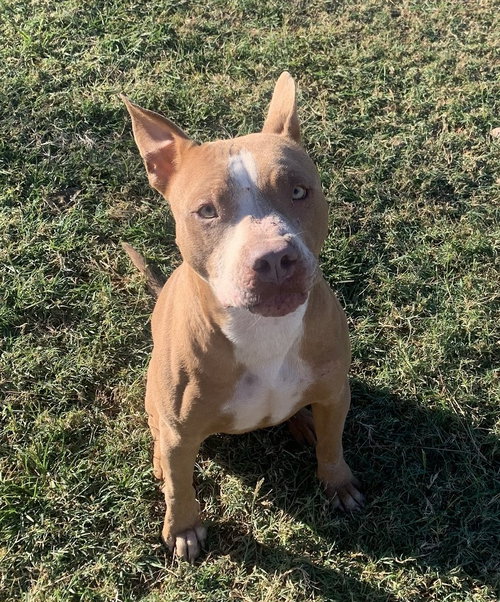 KETO - Pit Bull Terrier available for adoption
