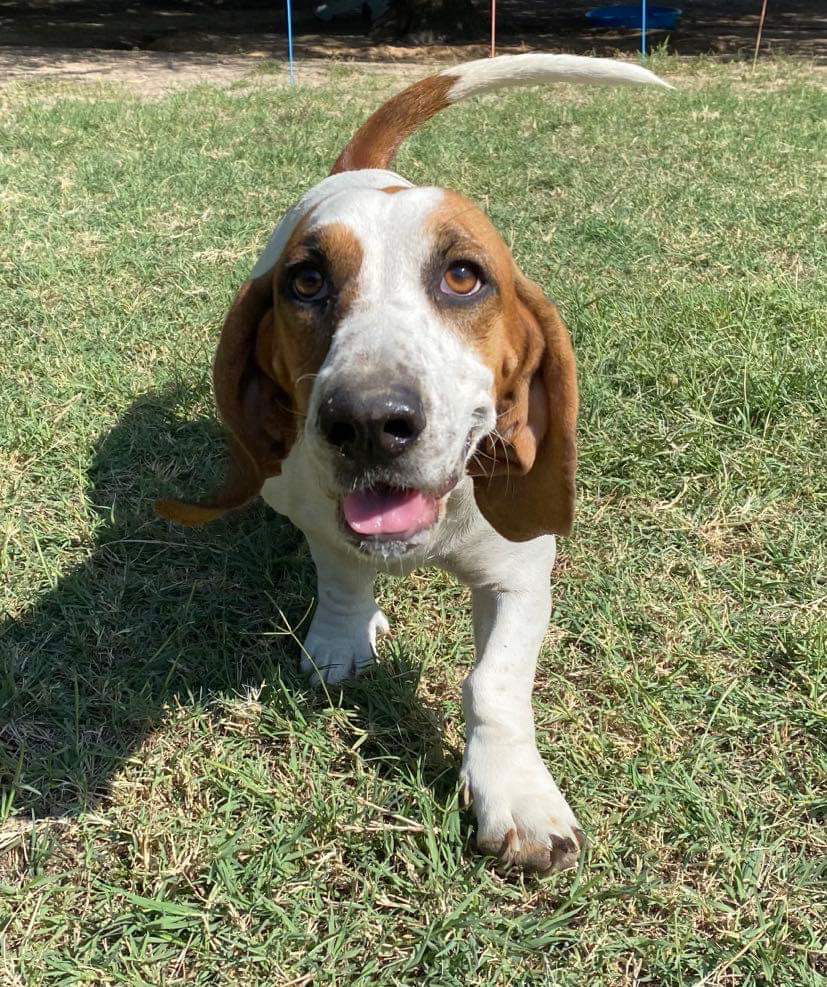 Dog for Adoption - Millie, a Basset Hound in Frankston, TX | Alpha Paw